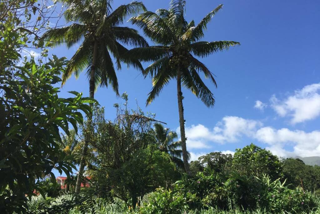 Logement En Pleine Verdure Tropicale -10 Min Plage Le Morne-Rouge Exterior foto