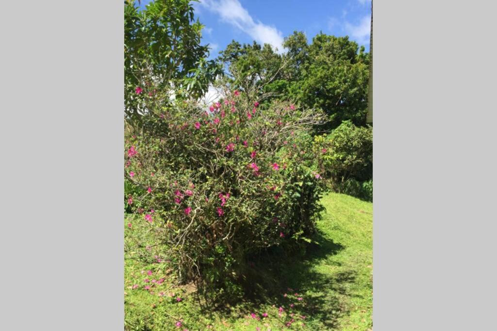 Logement En Pleine Verdure Tropicale -10 Min Plage Le Morne-Rouge Exterior foto
